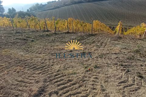 Farm i Offida, Ascoli Piceno, Offida - € 620.000 | Ref: 174 - foto 11