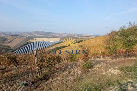 Farm i Offida, Ascoli Piceno, Offida - € 620.000 | Ref: 174 - foto 13