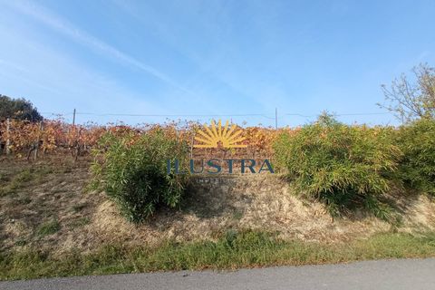 Farm i Offida, Ascoli Piceno, Offida - € 620.000 | Ref: 174 - foto 14