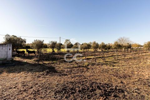 Farm hus i Evora, Evora, Evora - € 1.600.000 | Ref: 318/Q/03731 - foto 41
