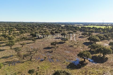 Terra a Samora Correia, Santarem, Samora Correia - € 1.500.000 | Ref: FG382 - foto 23