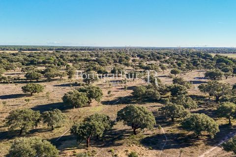 Terra a Samora Correia, Santarem, Samora Correia - € 1.500.000 | Ref: FG382 - foto 25