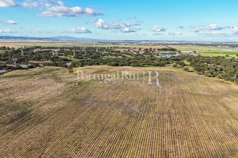 Terra a Samora Correia, Santarem, Samora Correia - € 1.500.000 | Ref: FG382 - foto 32