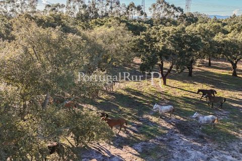 Terra a Samora Correia, Santarem, Samora Correia - € 1.500.000 | Ref: FG382 - foto 36