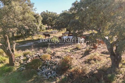 Terra a Samora Correia, Santarem, Samora Correia - € 1.500.000 | Ref: FG382 - foto 37