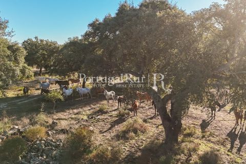 Terra a Samora Correia, Santarem, Samora Correia - € 1.500.000 | Ref: FG382 - foto 38