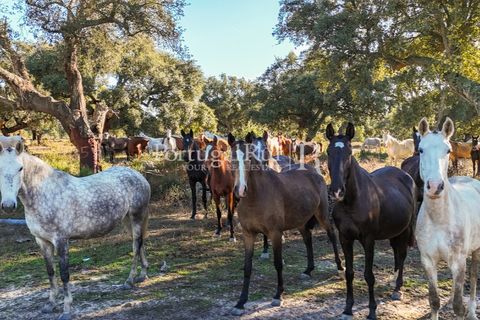 Terra a Samora Correia, Santarem, Samora Correia - € 1.500.000 | Ref: FG382 - foto 39