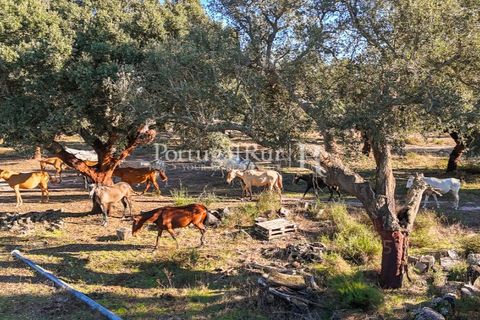 Terra a Samora Correia, Santarem, Samora Correia - € 1.500.000 | Ref: FG382 - foto 40