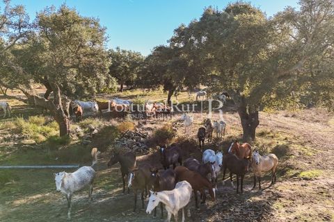 Terra a Samora Correia, Santarem, Samora Correia - € 1.500.000 | Ref: FG382 - foto 41