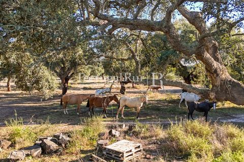 Terra a Samora Correia, Santarem, Samora Correia - € 1.500.000 | Ref: FG382 - foto 43