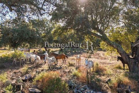 Terra a Samora Correia, Santarem, Samora Correia - € 1.500.000 | Ref: FG382 - foto 44