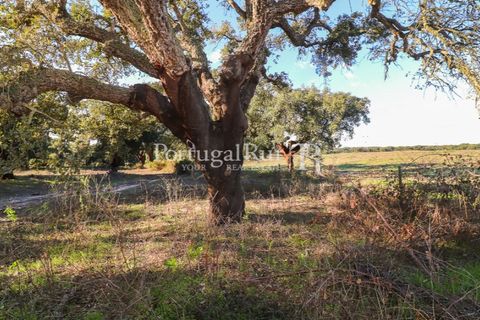 Terra a Samora Correia, Santarem, Samora Correia - € 1.500.000 | Ref: FG382 - foto 49