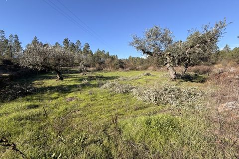 Farm i Castelo Branco, Castelo Branco, Castelo Branco - € 23.500 | Ref: MAS_12581 - foto 24