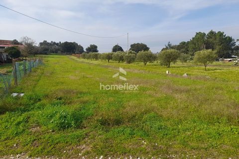 Helårsgrund i Soure, Coimbra, Soure - € 18.000 | Ref: 1664/AV - foto 3
