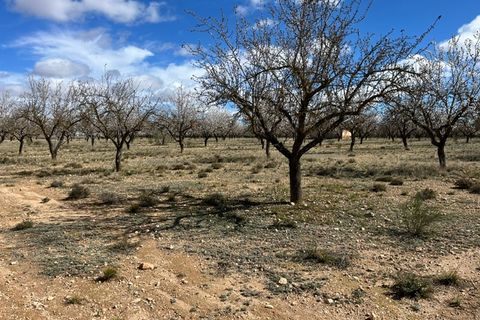 Helårsgrund i Yecla, Murcia, Yecla - € 50.000 | Ref: CF3148 - foto 9