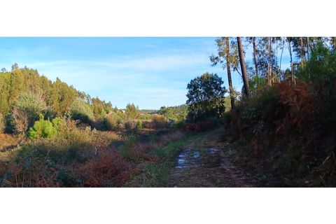 Terra a Macao, Santarem, Macao - € 500/mes | Ref: SÒL_373 - foto 15