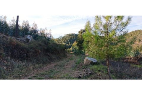 Terra a Macao, Santarem, Macao - € 500/mes | Ref: SÒL_373 - foto 16
