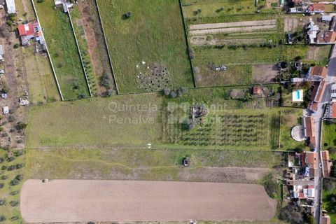 Farm i Abrantes, Santarem, Abrantes - € 498.000 | Ref: PROP-33688 - foto 4