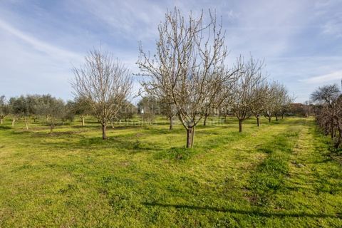 Farm i Abrantes, Santarem, Abrantes - € 498.000 | Ref: PROP-33688 - foto 6