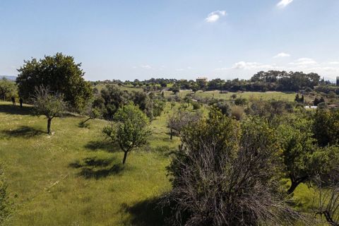 Tomt i Selva, Mallorca, Selva - € 895 000 | Ref: FALC-Nep-63237 - foto 23