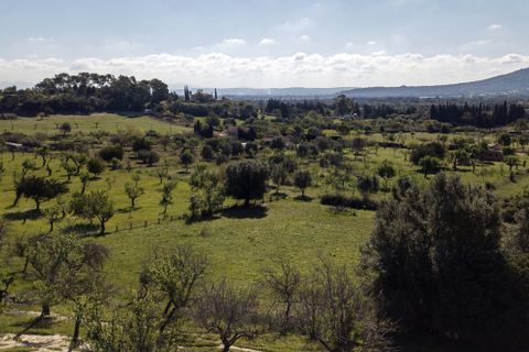 Tomt i Selva, Mallorca, Selva - € 895 000 | Ref: FALC-Nep-63237 - foto 28