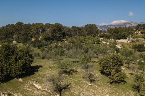 Tomt i Selva, Mallorca, Selva - € 895 000 | Ref: FALC-Nep-63237 - foto 29