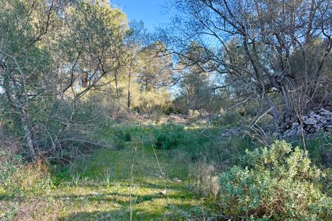 Helårsgrund i Algaida, Mallorca, Algaida - € 375.000 | Ref: FALC-SoSc-78797 - foto 8