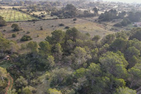 Helårsgrund i Algaida, Mallorca, Algaida - € 375.000 | Ref: FALC-SoSc-78797 - foto 9