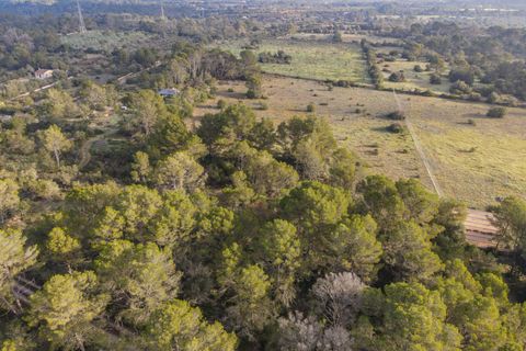 Helårsgrund i Algaida, Mallorca, Algaida - € 375.000 | Ref: FALC-SoSc-78797 - foto 12