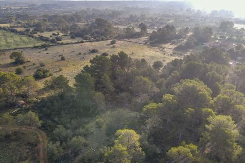 Helårsgrund i Algaida, Mallorca, Algaida - € 375.000 | Ref: FALC-SoSc-78797 - foto 15