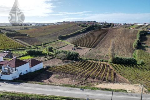 Terra a Alenquer, Lisbon, Alenquer - € 98.000 | Ref: SÒL_194 - foto 2