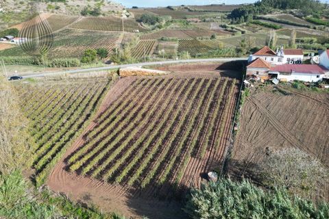 Terra a Alenquer, Lisbon, Alenquer - € 98.000 | Ref: SÒL_194 - foto 7