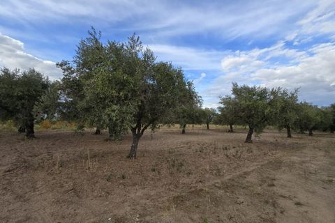 Terra a Ferro, Castelo Branco, Ferro - € 55.000 | Ref: TER_156 - foto 3