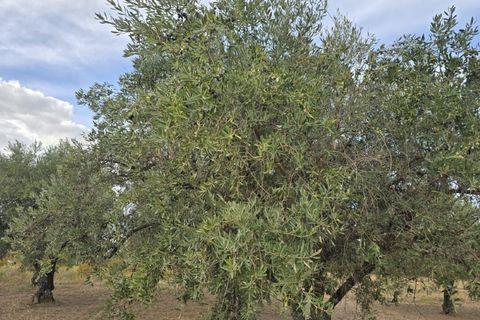 Terra a Ferro, Castelo Branco, Ferro - € 55.000 | Ref: TER_156 - foto 5