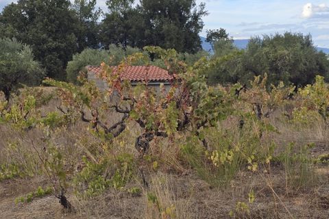 Terra a Ferro, Castelo Branco, Ferro - € 55.000 | Ref: TER_156 - foto 6
