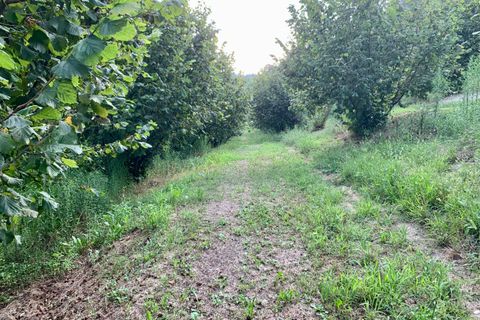 Erhvervsejendom i Dogliani, Cuneo, Dogliani - € 340.000 | Ref: D750.25 - foto 2