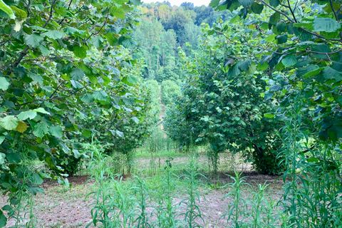 Erhvervsejendom i Dogliani, Cuneo, Dogliani - € 340.000 | Ref: D750.25 - foto 4