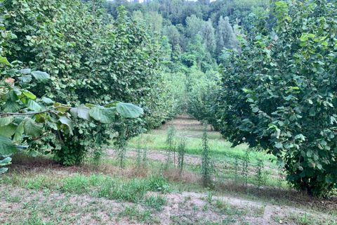 Erhvervsejendom i Dogliani, Cuneo, Dogliani - € 340.000 | Ref: D750.25 - foto 5
