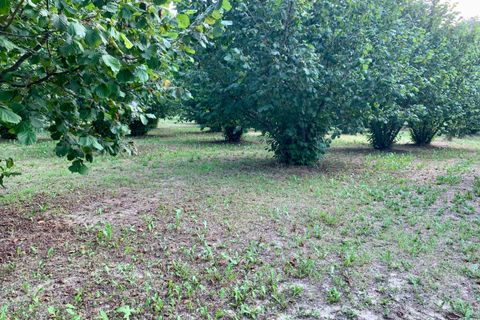 Erhvervsejendom i Dogliani, Cuneo, Dogliani - € 340.000 | Ref: D750.25 - foto 6