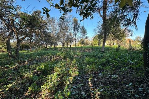 Villa i Oliveira do Bairro, Aveiro, Oliveira do Bairro - € 120.000 | Ref: C0385-00946 - foto 15