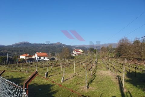 Terra a Azere, Viana do Castelo, Azere - € 45.000 | Ref: AVV-2506-NS-1225 - foto 3