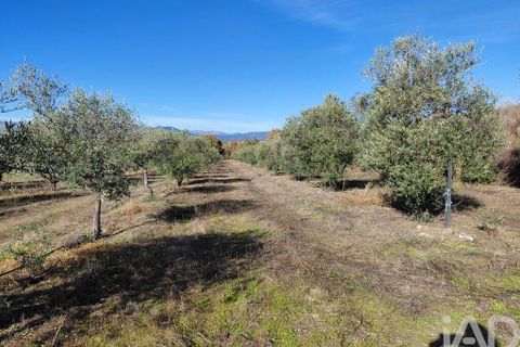 Farm i Belmonte, Castelo Branco, Belmonte - € 95.000 | Ref: 771091 - foto 10