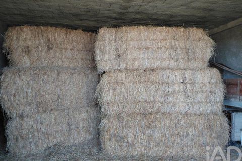 Farm i Belmonte, Castelo Branco, Belmonte - € 95.000 | Ref: 771091 - foto 20