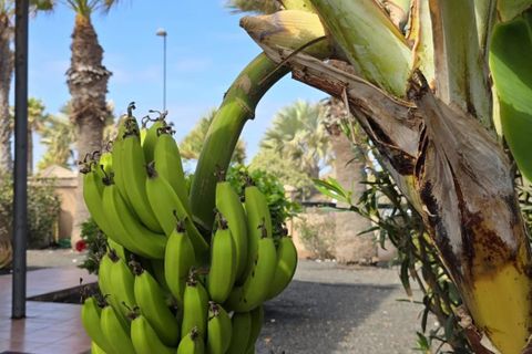 Villa i Majanicho, Fuerteventura, Majanicho - € 289.000 | Ref: 86508910 - foto 31