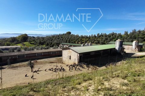 Farm i Arezzo, Arezzo, Arezzo - € 1.250.000 | Ref: AZ389 - foto 1