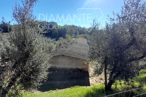 Farm i Arezzo, Arezzo, Arezzo - € 1.250.000 | Ref: AZ389 - foto 3