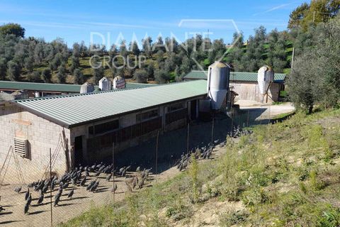 Farm i Arezzo, Arezzo, Arezzo - € 1.250.000 | Ref: AZ389 - foto 4
