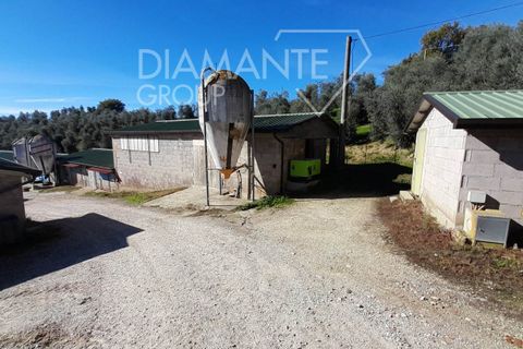 Farm i Arezzo, Arezzo, Arezzo - € 1.250.000 | Ref: AZ389 - foto 5