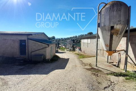 Farm i Arezzo, Arezzo, Arezzo - € 1.250.000 | Ref: AZ389 - foto 6