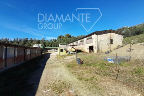 Farm i Arezzo, Arezzo, Arezzo - € 1.250.000 | Ref: AZ389 - foto 9
